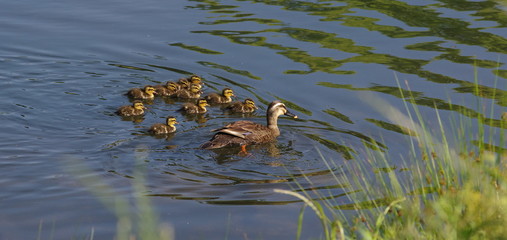 着いておいでよ。　カルガモ一家