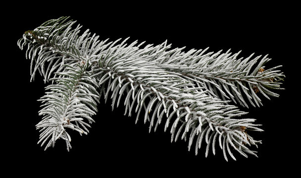 Green Christmas Tree Branch In Snow Isolated On Black Background Close-up.