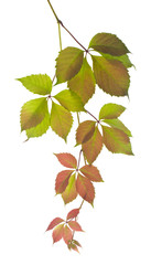 Autumn grape leaves Isolated on a white background. © Valerii Zan