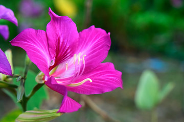  Pink flowers that look beautiful and refreshing