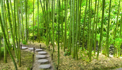 Stone footpath in bamboo garden, Hasedera temple, Kamakura, Japan