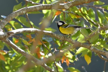 Green-backed Tit bird (Parus monticolus)