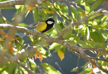 Green-backed Tit bird (Parus monticolus)