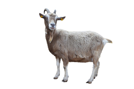 portrait of a goat isolated on white background includding clipping path