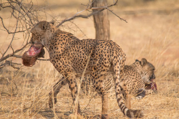 Cheetah in the Kalahari desert, Namibia, Africa