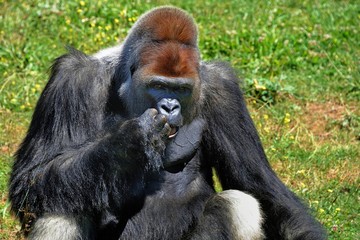 portrait de gorille