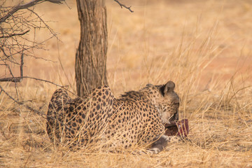 Cheetah in the Kalahari desert, Namibia, Africa