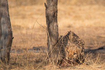 Cheetah in the Kalahari desert, Namibia, Africa
