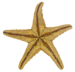 Starfish Isolated on White Background.