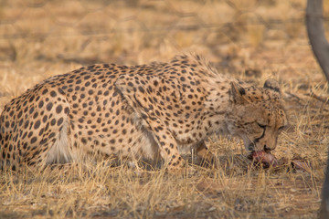 Cheetah in the Kalahari desert, Namibia, Africa