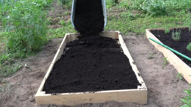 farmer pouring black soil humus from wheelbarrow to new wooden raised  bed for medical herbs 