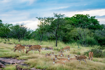 Wildlife scenery of ranthambore landscape with spotted deer or chital herd, dramatic blue sky with clouds and green background on evening jungle safari at Ranthambore National Park, Rajasthan, india