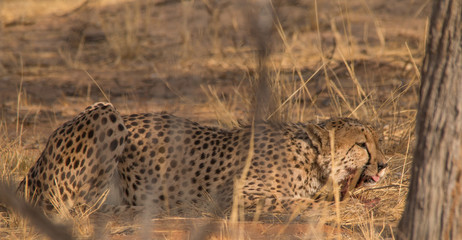 Cheetah in the Kalahari desert, Namibia, Africa