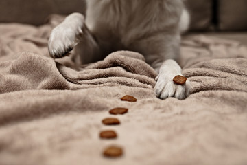 Dog´s paw and a dog treats line, obedient training and tricks with food or goodies