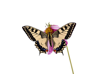 butterfly isolated on white background includding clipping path