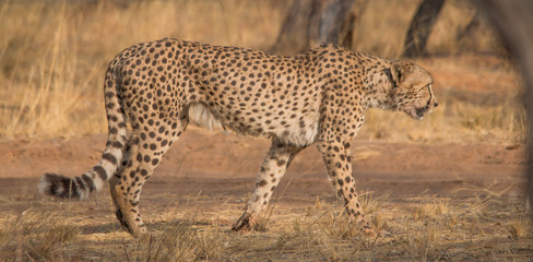 Cheetah in the Kalahari desert, Namibia, Africa