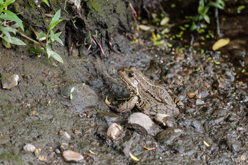 amphibious frog came out of the water on the shore and sits close-up
