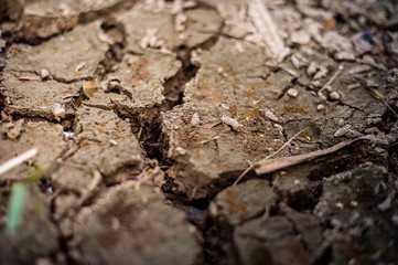 Dry, cracked ground with light flare. Focus dry crack.