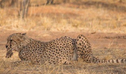 Cheetah in the Kalahari desert, Namibia, Africa