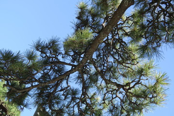 寺の頭上の松の木と青空