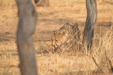 Cheetah in the Kalahari desert, Namibia, Africa