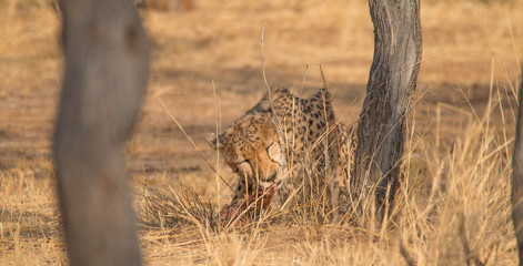 Cheetah in the Kalahari desert, Namibia, Africa
