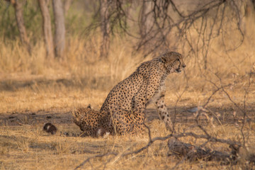 Naklejka premium Cheetah in the Kalahari desert, Namibia, Africa