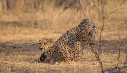 Cheetah in the Kalahari desert, Namibia, Africa