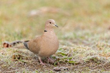A Eurasian Collared Dove walking in the meadow on a cold morning in winter
