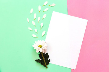 White chrysanthemum with copy space on a green and pink background