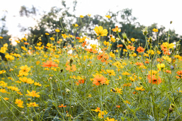 Yellow beautiful cosmos flower field