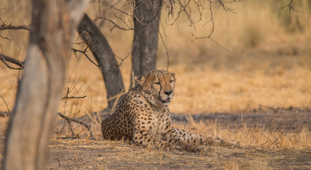 Cheetah in the Kalahari desert, Namibia, Africa
