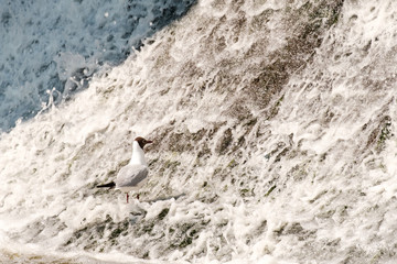 bird Seagull looks at the falling water on the dam