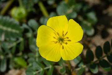 The yellow flower of devil's thorn plant.