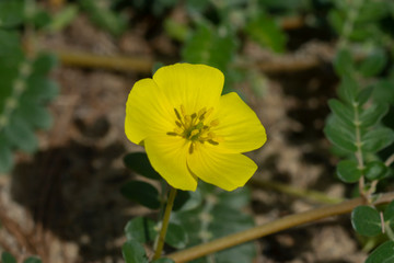 The yellow flower of devil's thorn plant.