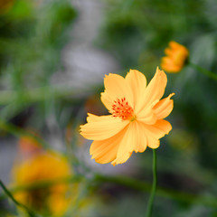 Yellow beautiful cosmos flower field