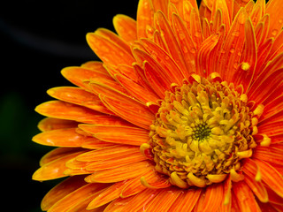 Close up petals of orange gerbera flower background.