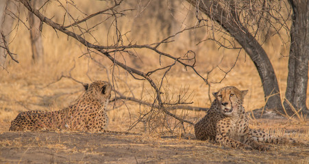 Cheetah in the Kalahari desert, Namibia, Africa