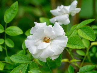 Close up mini white Fairy Rose flower