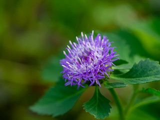 Close up of Brazilian button flower