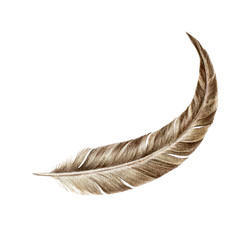 Single bird feather close up watercolor illustration. Hand drawn floating natural quill. Brown bird feather soft element, isolated on white background.