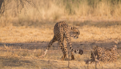 Cheetah in the Kalahari desert, Namibia, Africa