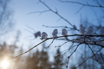 White Snow in Winter Forest