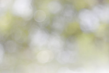 Obraz premium Blurred sky background with nature glowing sun light flare and green bokeh. Abstract blur green color for background, blurred and defocused effect spring concept for design.