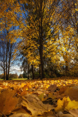 Goldenes Herbstlaub auf dem Boden und an den Bäumen