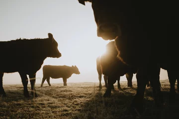 Gardinen Close up view of silhouettes of herd of cows with one of them staring straight to the camera from lower angle on pasture during the foggy frosty sunrise with gold sun in background in late autumn © Tomáš Hudolin