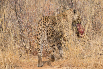 Leopard in the kalahari desert, Namibia, Africa