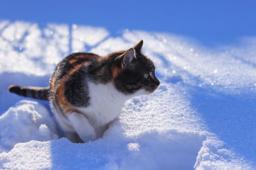 Colorful domestic kitten caught the trail or some scent and she goes research it. Felis catus sitting in snow and watching some move in garden