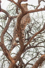 Fototapeta na wymiar Leopard in the kalahari desert, Namibia, Africa