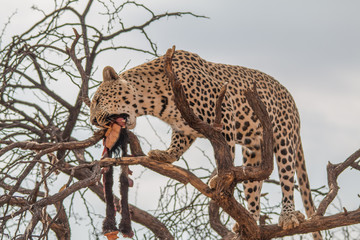 Leopard in the kalahari desert, Namibia, Africa